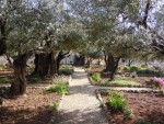 Jeruzalém - Getsemanská zahrada