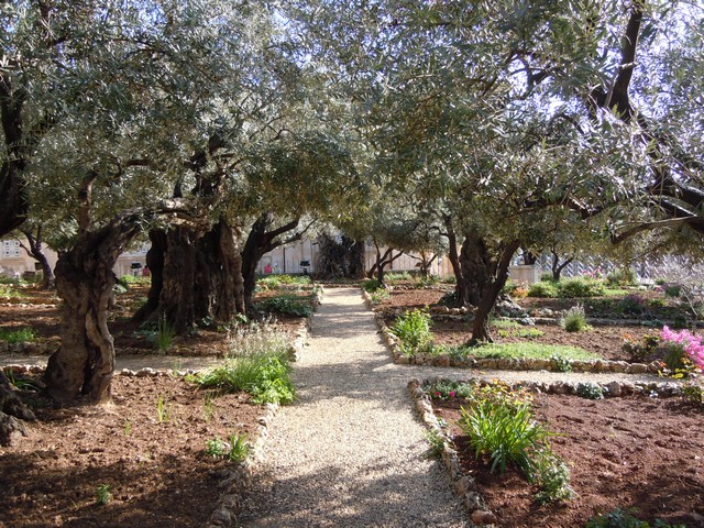 Jeruzalém - Getsemanská zahrada